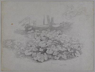 Plant Study, September 11, 1867 by William Trost Richards